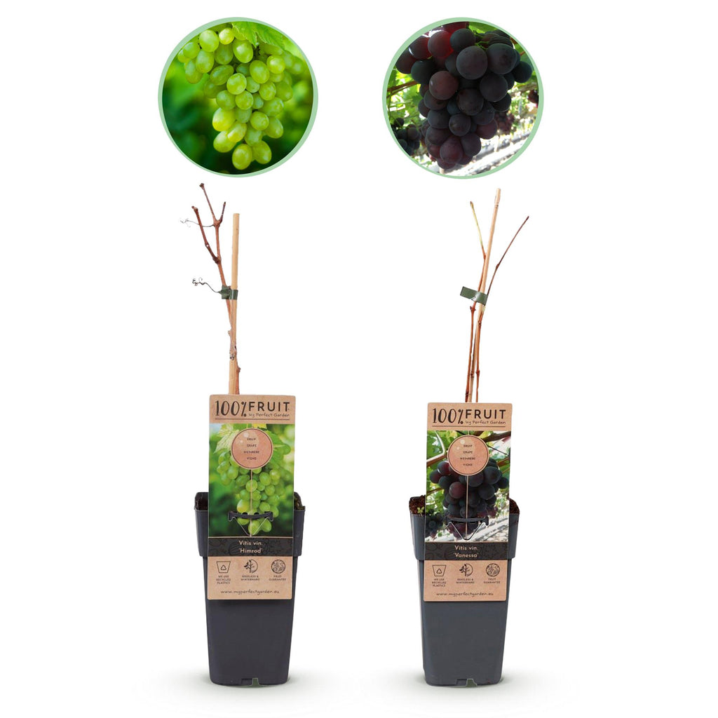Obstpflanze, Vitis vinifera Himrod, Vanessa, Weinrebe, Kernlos, Blaue & Weiße Traube, 2 Pflanzen, Topf 15 cm, 50 cm