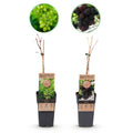 Obstpflanze, Vitis vinifera Himrod, Vanessa, Weinrebe, Kernlos, Blaue & Weiße Traube, 2 Pflanzen, Topf 15 cm, 50 cm