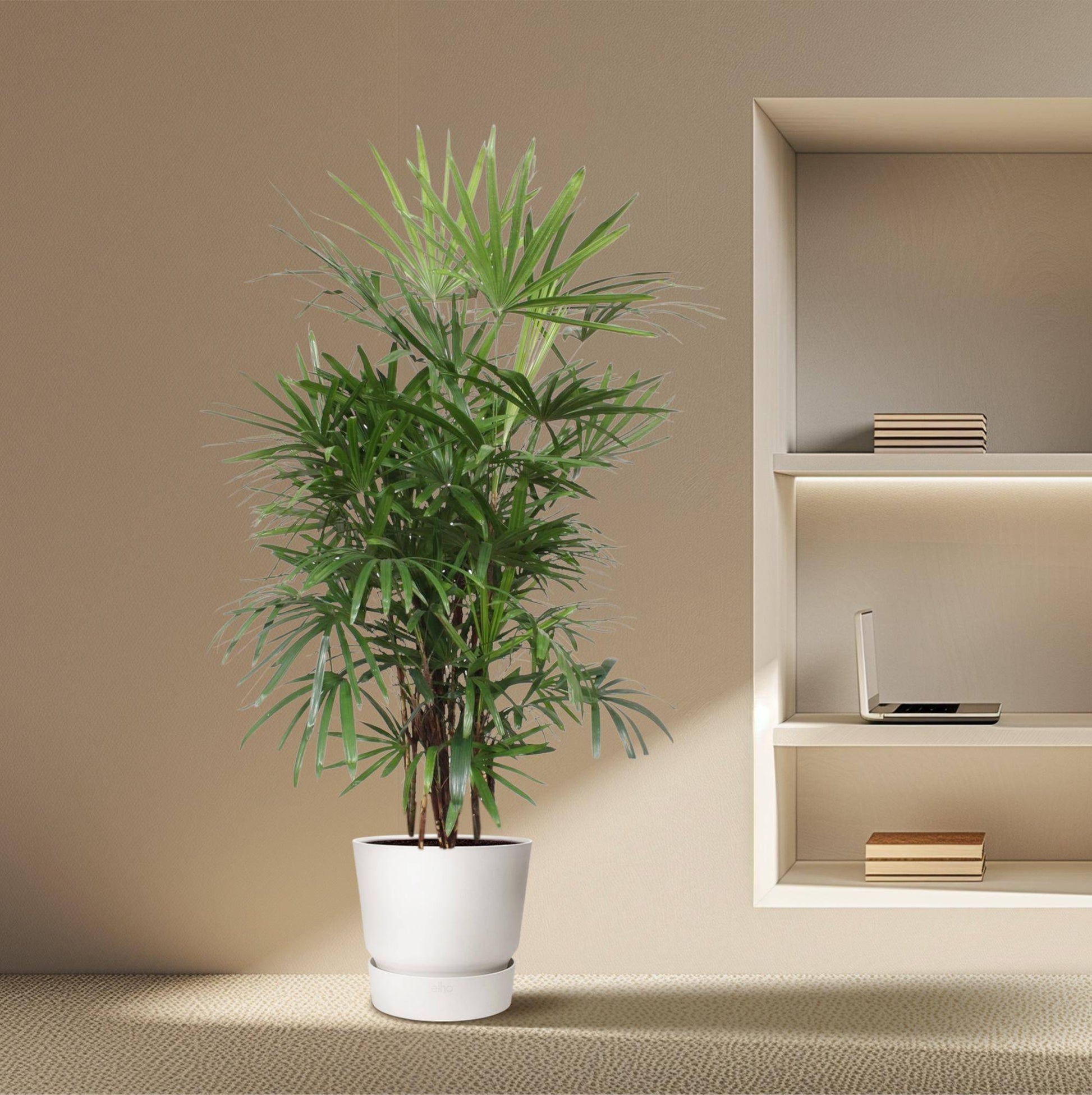 Rhapis excelsa – 190 cm – Ø34 - Botanic-Vibes