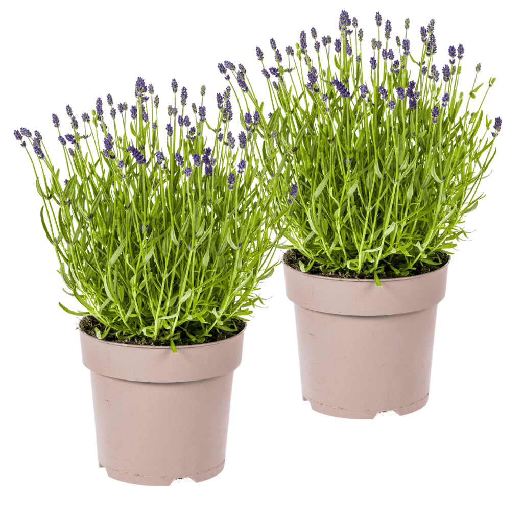 2x Lavandula angustifolia Ø19cm - ↕40 - 50cm - Botanic-Vibes