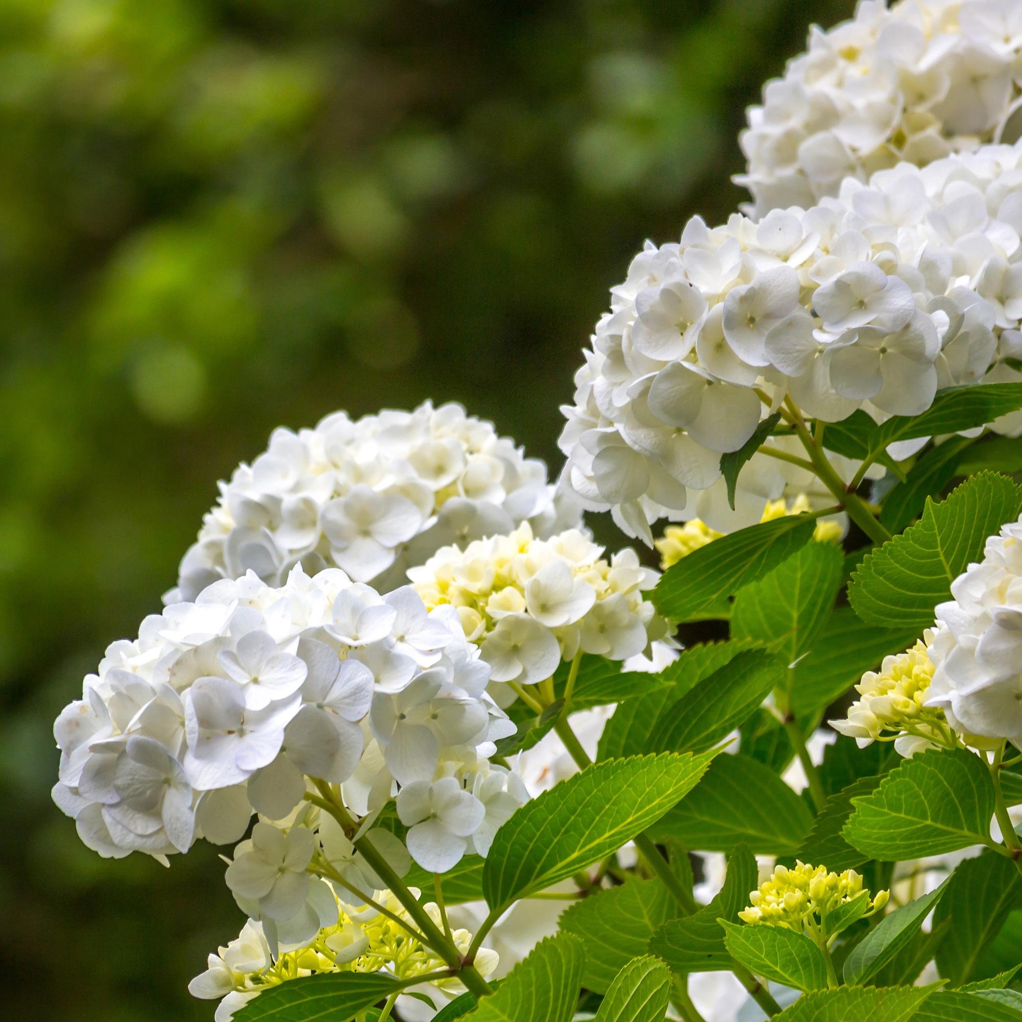 Hortensie, Hydrangea macrophylla Blau, Blüte Weiß, 1 Pflanze, Laubabwerfend, Wenig Pflege, Topf 17 cm 30 cm