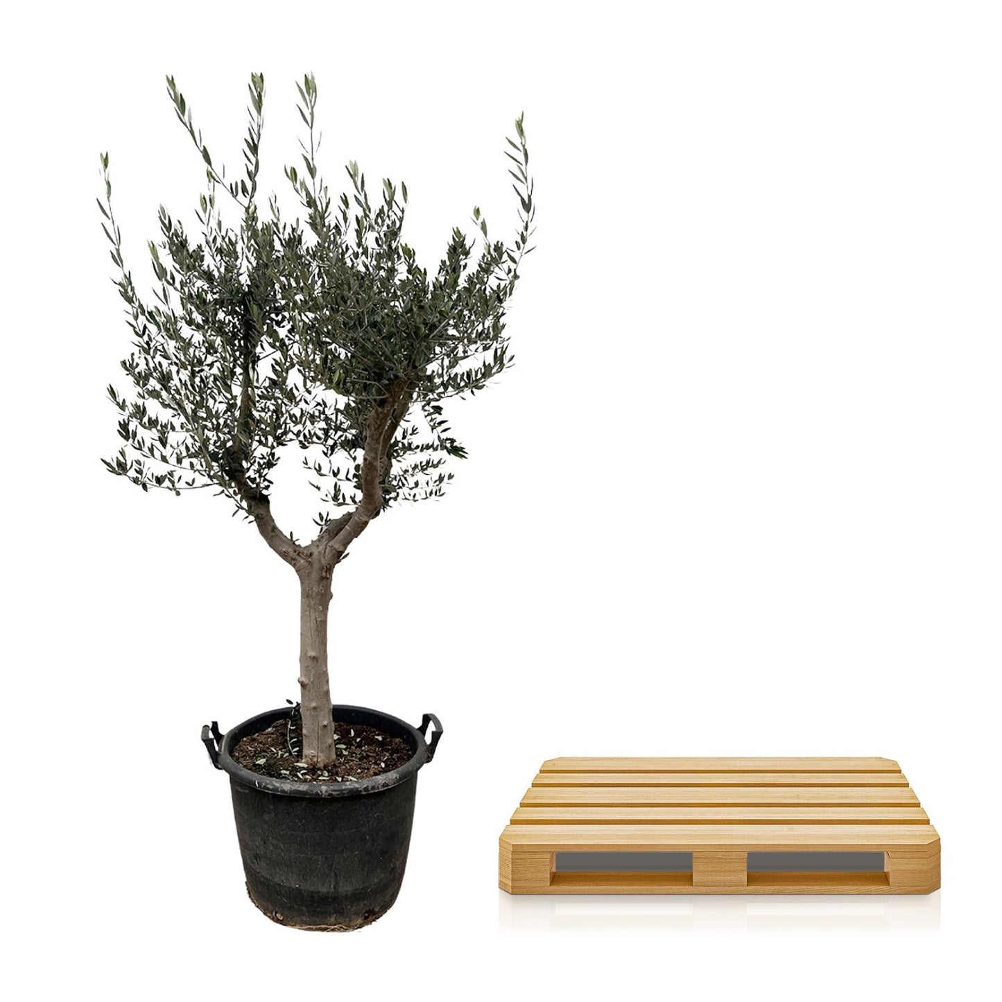 Olea europaea Cultivo – 220 cm – Ø40