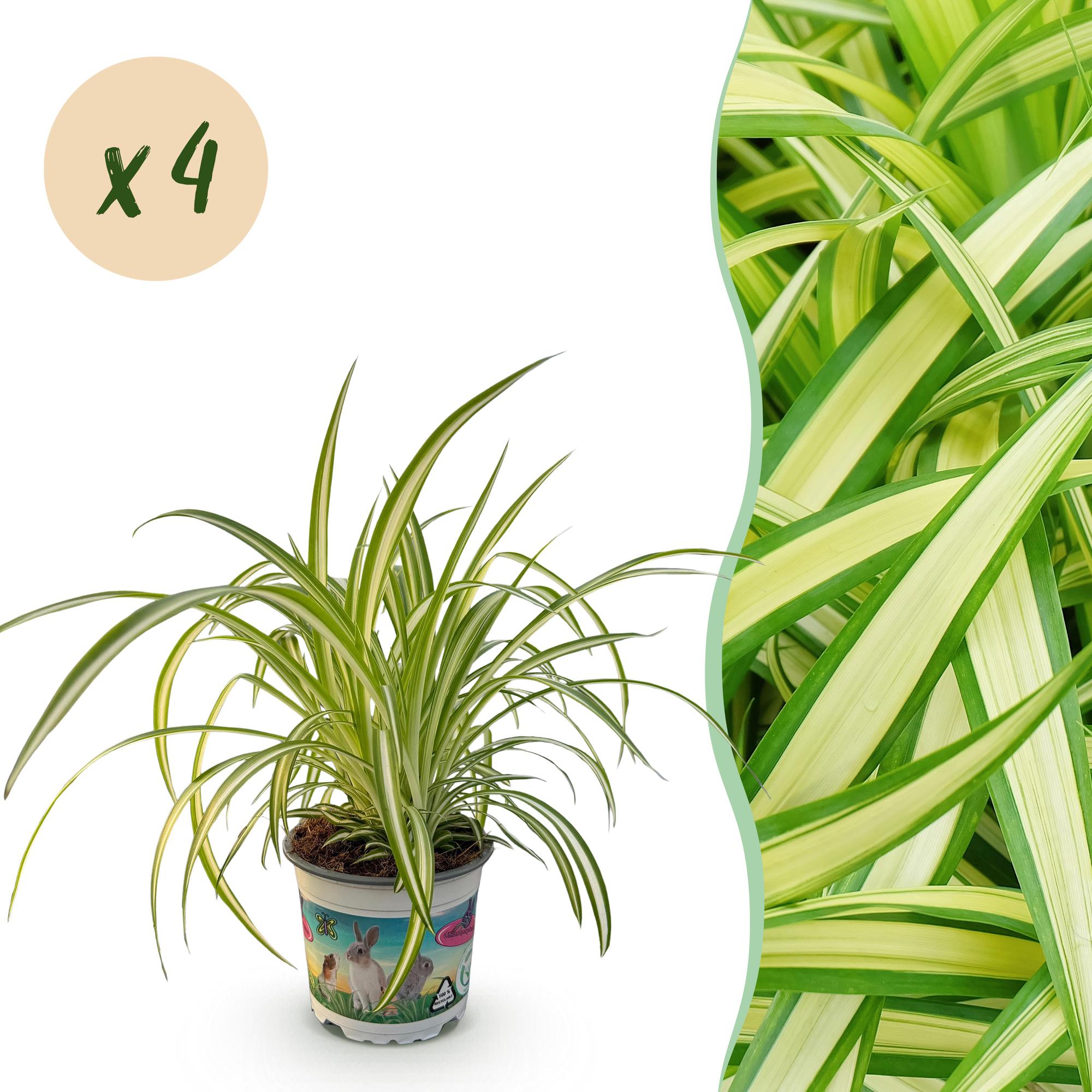 Green boutiQ, Zimmerpflanze, Chlorophytum comosum Variegatum, Katzengras, Haustierfreundlich, Bunt, Topf 12cm, Höhe 25, 30cm