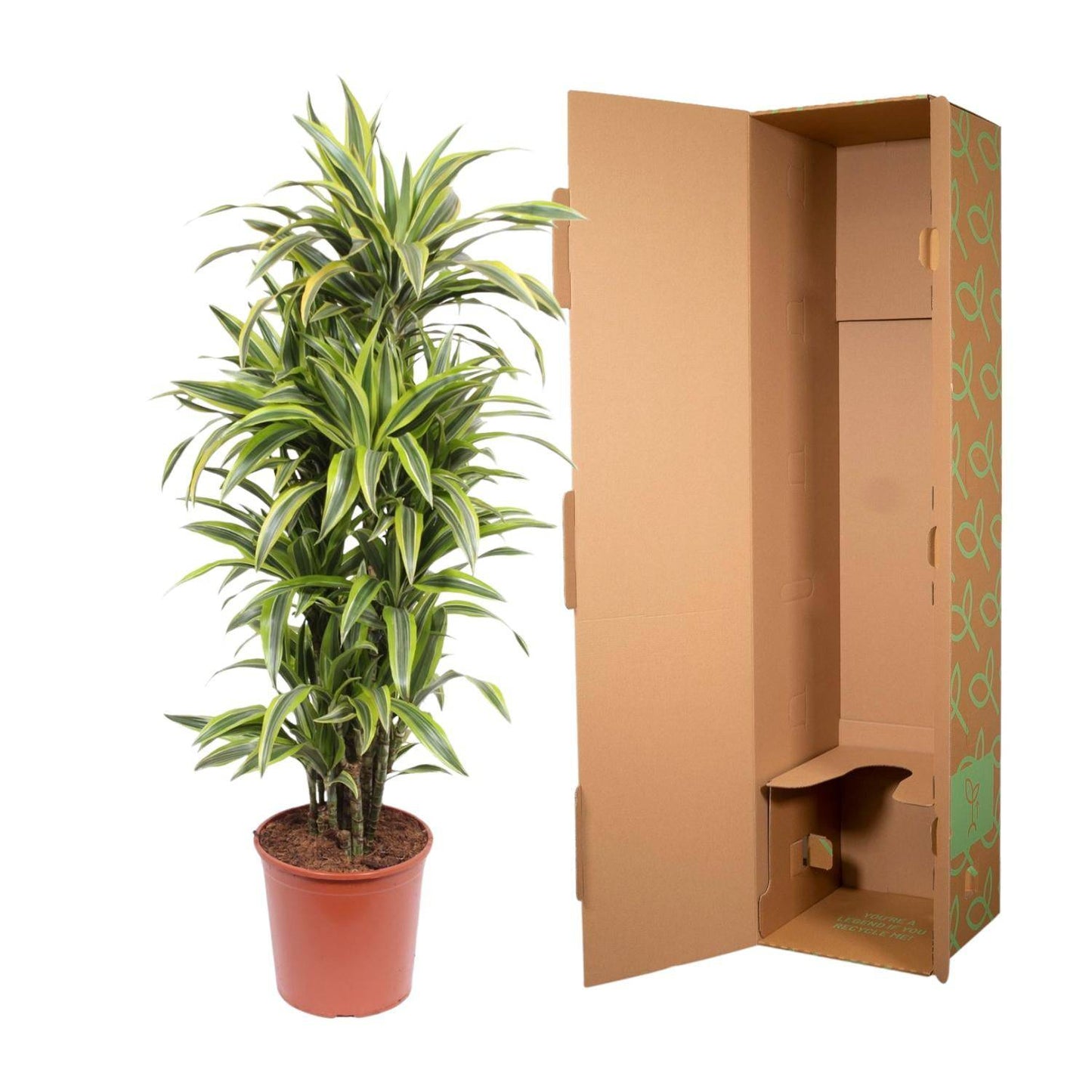 Dracaena Lemon Lime – 150 cm – Ø30 - Botanic-Vibes