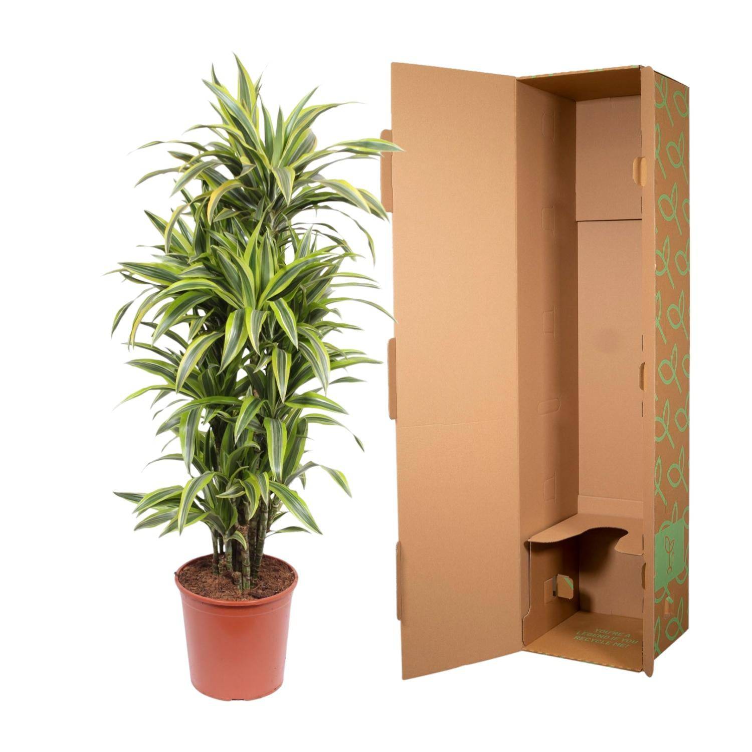 Dracaena Lemon Lime – 150 cm – Ø30 - Botanic-Vibes