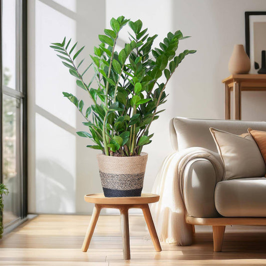 Zamioculcas Zamiifolia mit Pflanzkorb Lissabon Schwarz - 80cm - Ø21 - Botanic-Vibes