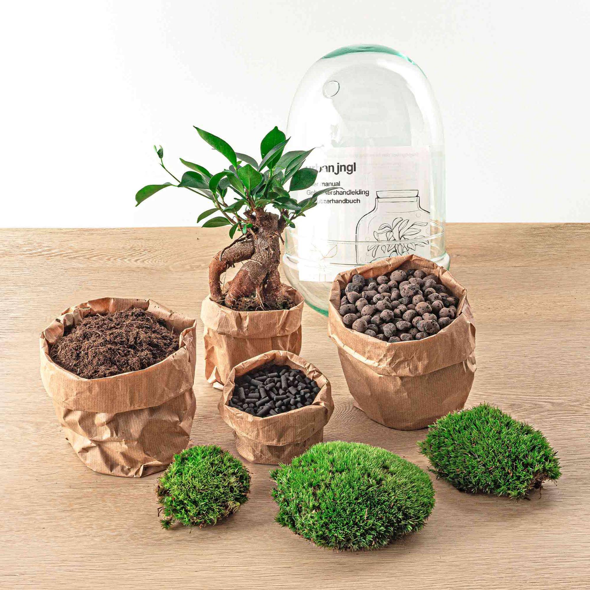 Flaschengarten – Egg Bonsai – 25 cm - Botanic-Vibes