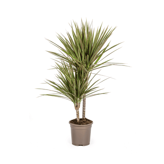 Dracaena Marginata Bicolor Ø17cm - ↕50 - 70cm - Botanic-Vibes
