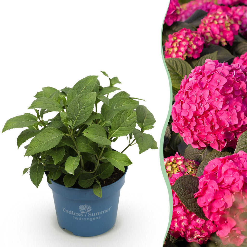 Hydrangea Endless Summer Summer Love Rot, Hortensie, Winterhart, Rot, 1 Pflanze, Topf 14 cm, 20-25 cm