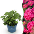 Hydrangea Endless Summer Summer Love Rot, Hortensie, Winterhart, Rot, 1 Pflanze, Topf 14 cm, 20-25 cm