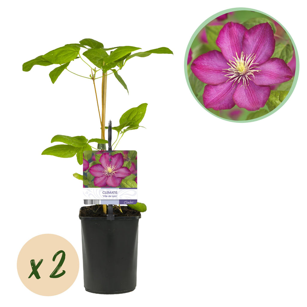 Kletterpflanze, Clematis Ville de Lyon, Blüte Rosa, Wenig Pflege, 2 Pflanzen, Topf 11 cm 40 cm