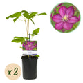 Kletterpflanze, Clematis Ville de Lyon, Blüte Rosa, Wenig Pflege, 2 Pflanzen, Topf 11 cm 40 cm