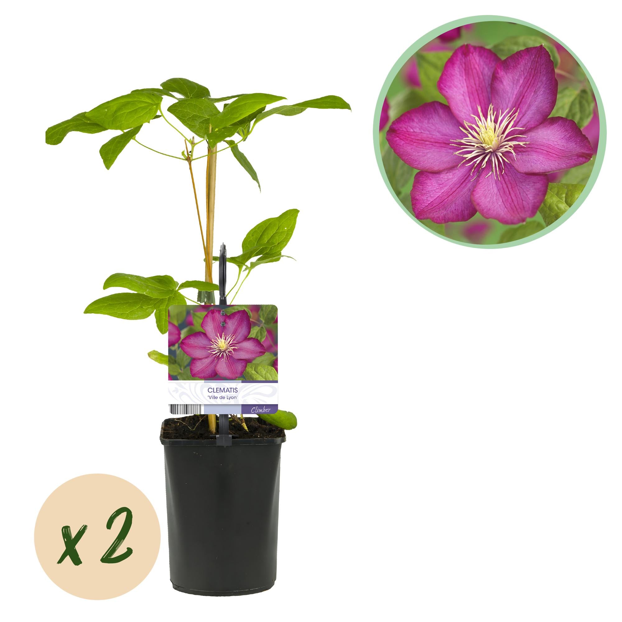 Kletterpflanze, Clematis Ville de Lyon, Blüte Rosa, Wenig Pflege, 2 Pflanzen, Topf 11 cm 40 cm