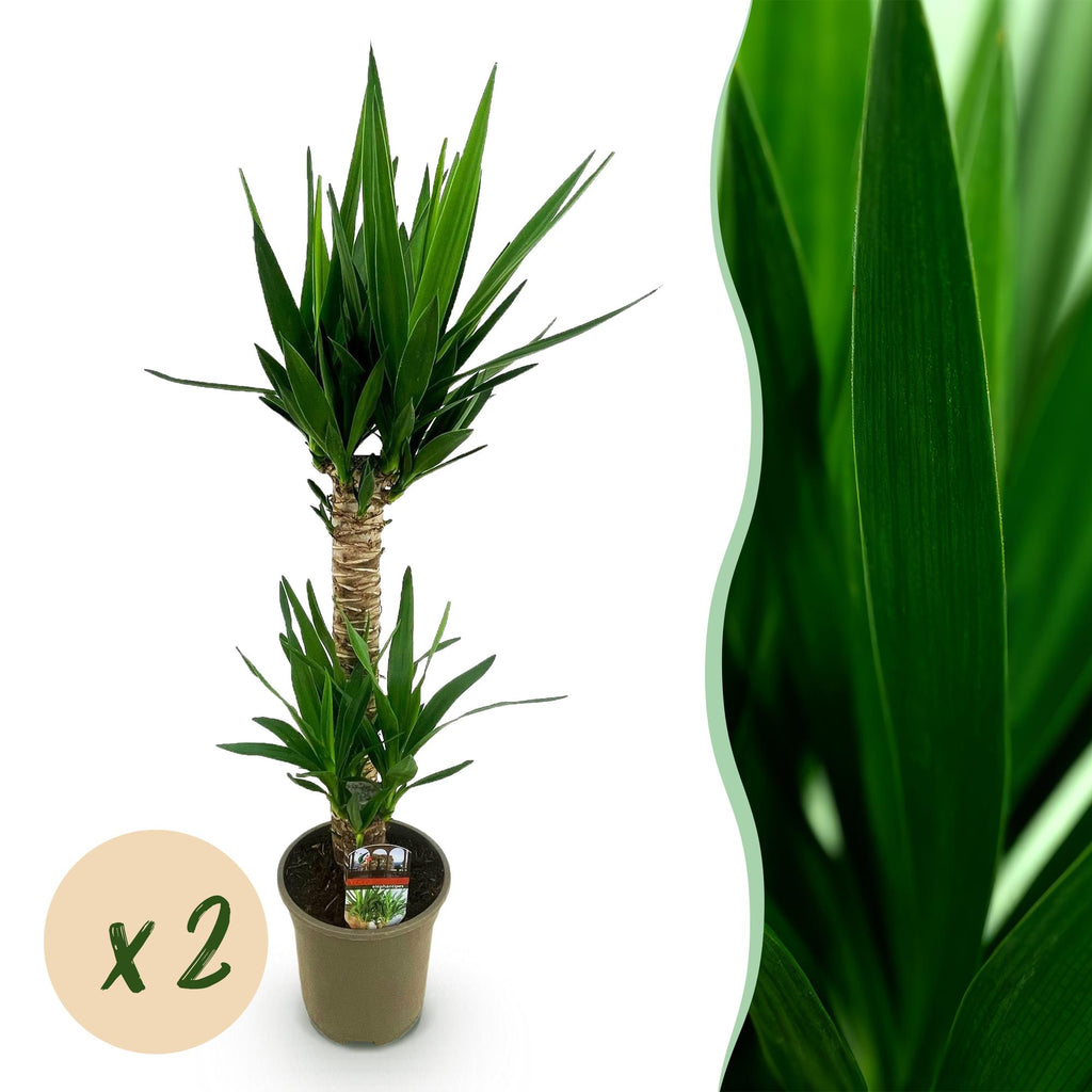 Yucca elephantipes, Yucca, Pflegeleicht, Grün, 2, Topf 19 cm, 95 cm