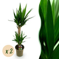 Yucca elephantipes, Yucca, Pflegeleicht, Grün, 2, Topf 19 cm, 95 cm