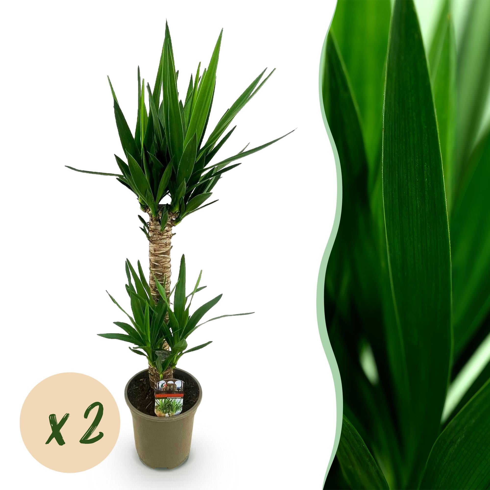 Yucca elephantipes, Yucca, Pflegeleicht, Grün, 2, Topf 19 cm, 95 cm