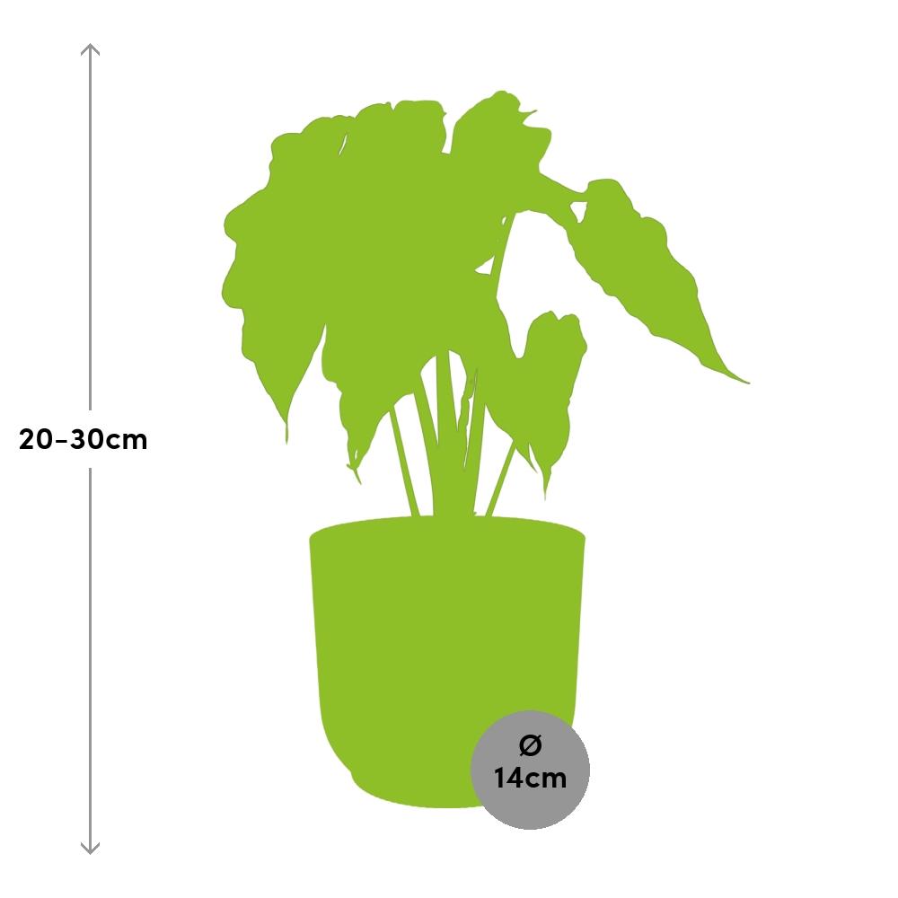 Alocasia ‘Polly’ im ELHO Vibes Fold, 14 cm, rosa