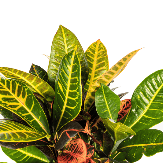 Codiaeum 'Croton' Petra Ø17cm - ↕40 - 60cm - Botanic-Vibes