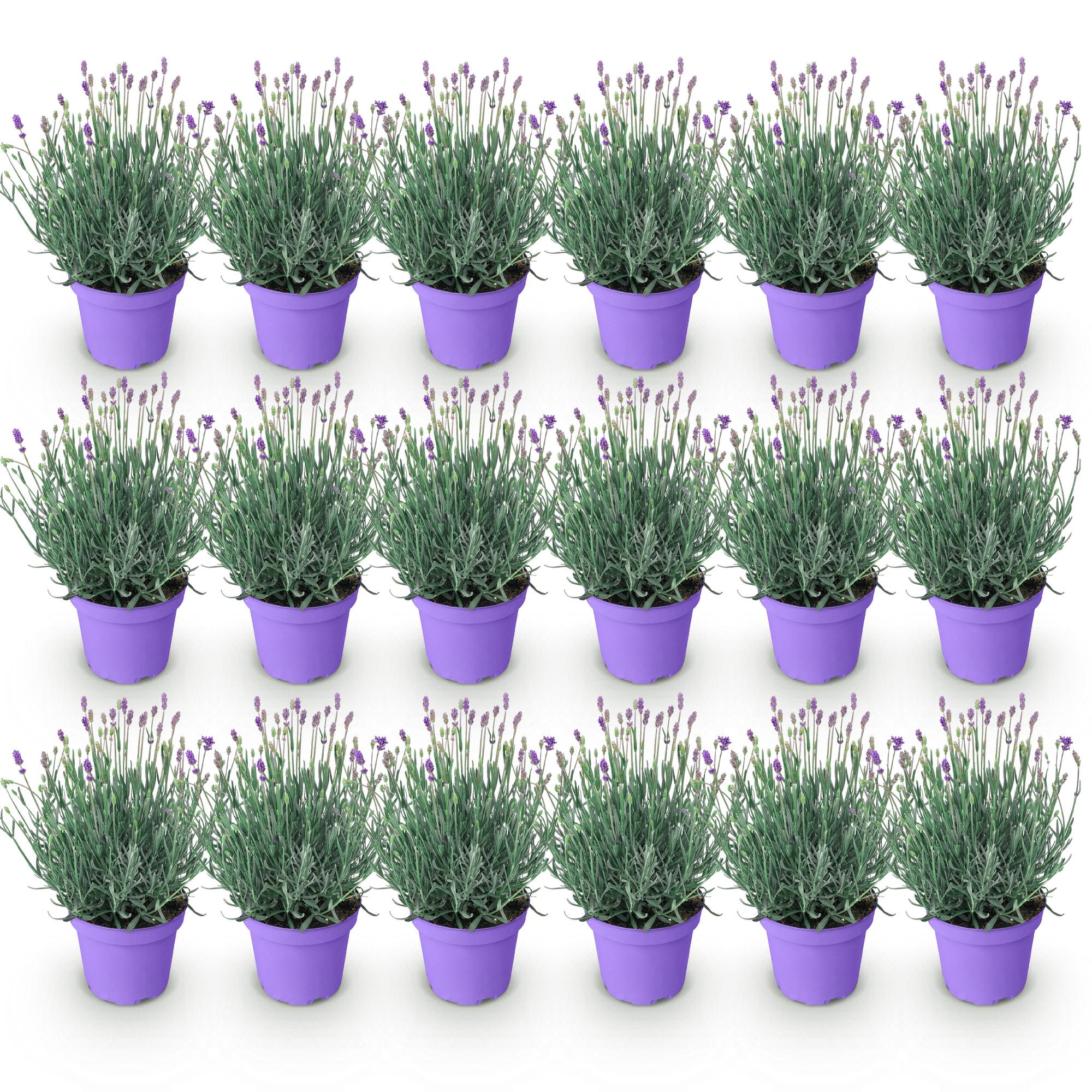 Lavandula angustifolia Munstead, Lavendel, Winterhart, Lila, 18 Pflanzen, Topf 12 cm, 15-25 cm