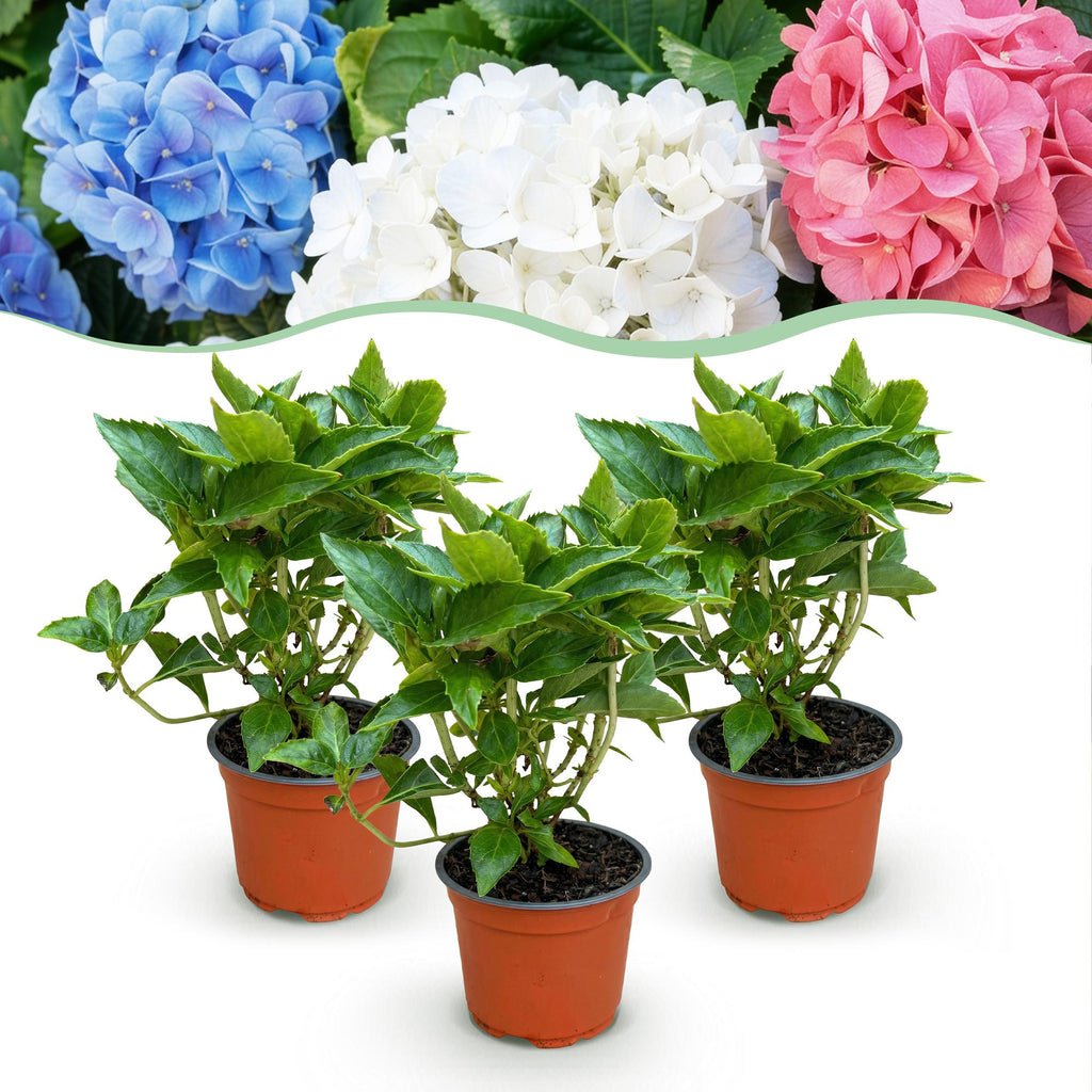 Hydrangea macrophylla Tricolour, Hortensie, Winterfest, Rot-Blau-Weiß, 3 Pflanzen, Topf 12 cm, 20-30 cm