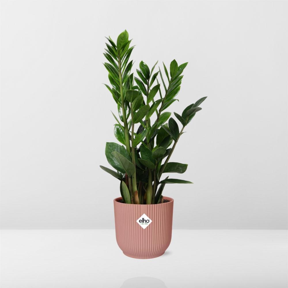 Zamioculcas, Hoogte 45-50 im ELHO Vibes Fold, 14 cm, rosa