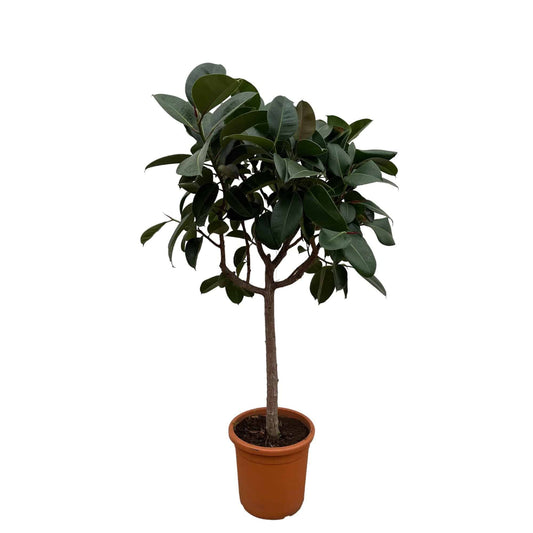Ficus elastica 'Robusta' auf Stamm – 190 cm – Ø40 - Botanic-Vibes