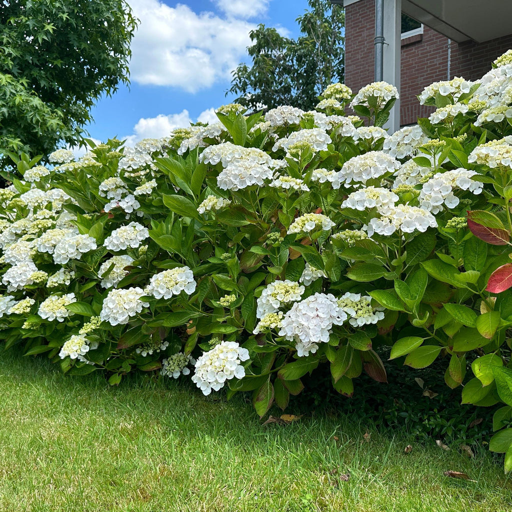 Hortensie, Hydrangea macrophylla Blau, Blüte Weiß, 1 Pflanze, Laubabwerfend, Wenig Pflege, Topf 17 cm 30 cm