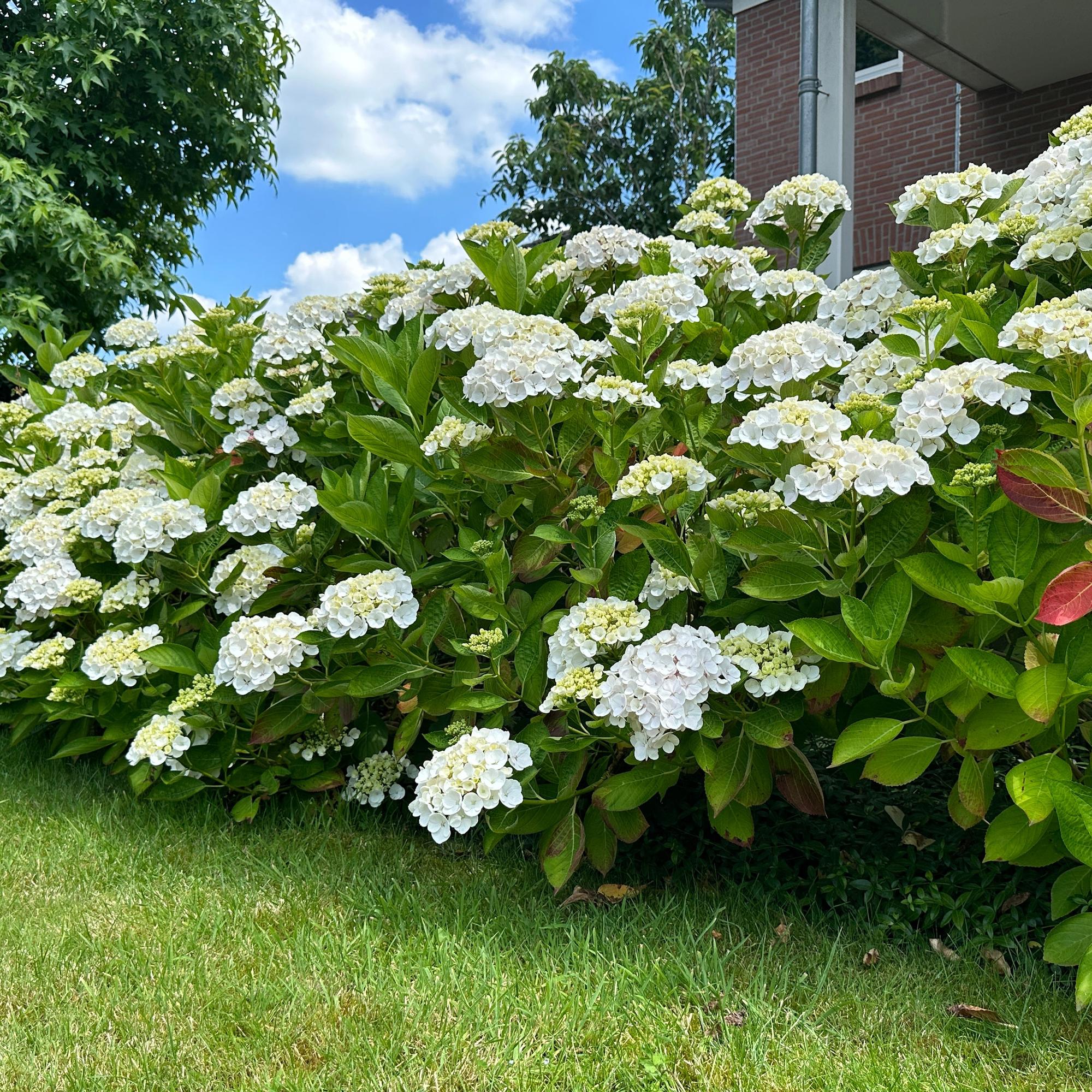 Hortensie, Hydrangea macrophylla Blau, Blüte Weiß, 1 Pflanze, Laubabwerfend, Wenig Pflege, Topf 17 cm 30 cm