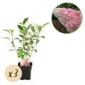 Rispenhortensie, Hydrangea panniculata Vanille Fraise, Blüte Weiß Rosa, 3 Pflanzen 1 m², Laubabwerfend, Große Blüten, Topf 17 cm 50 cm
