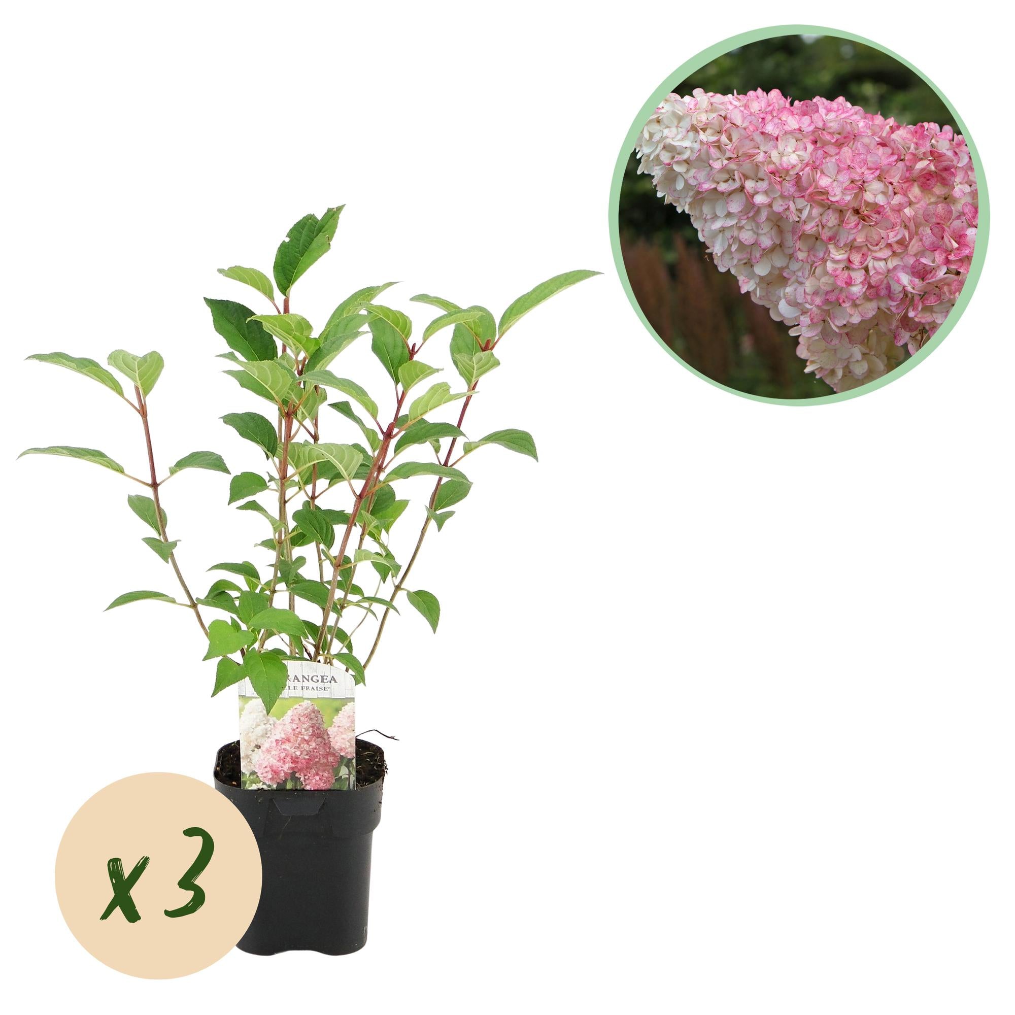 Rispenhortensie, Hydrangea panniculata Vanille Fraise, Blüte Weiß Rosa, 3 Pflanzen 1 m², Laubabwerfend, Große Blüten, Topf 17 cm 50 cm