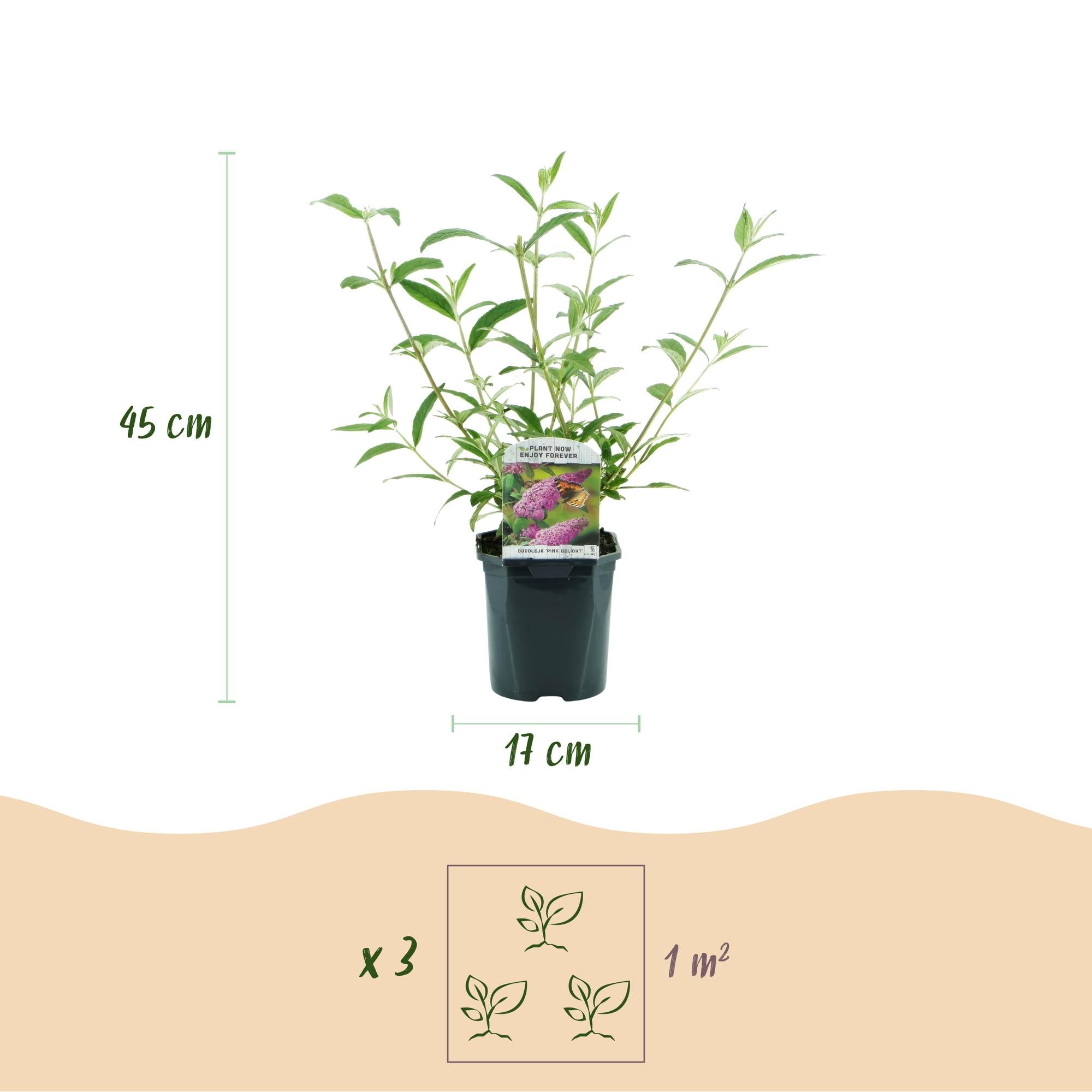 Buddleja davidii Rosa Delight, Schmetterlingsstrauch, Winterhart, Rosa, 1 Pflanze, Topf 17 cm, 45 cm