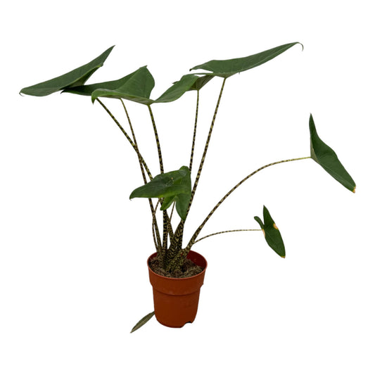 Alocasia Zebrina – 80 cm – Ø21