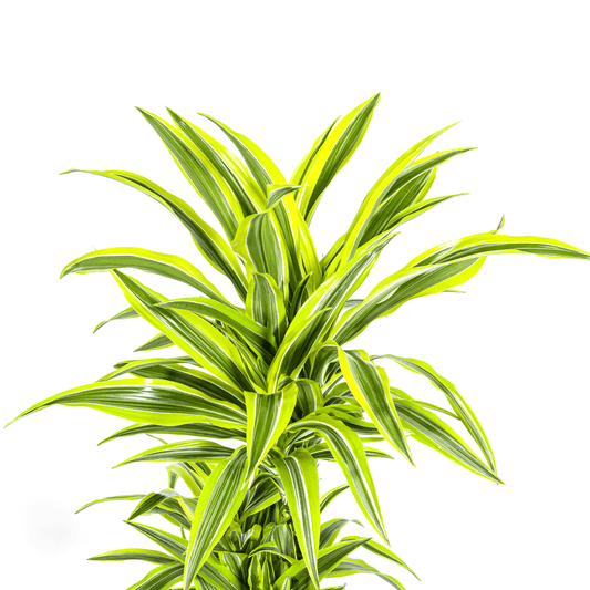Dracaena Deremensis Lemon Lime Ø24cm - ↕130 - 150cm - Botanic-Vibes