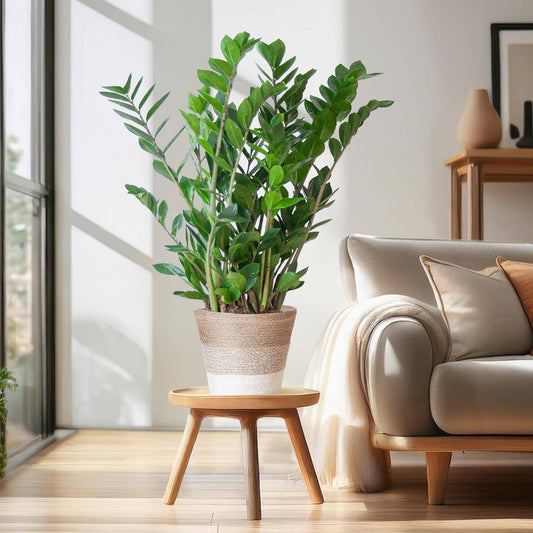 Zamioculcas Zamiifolia mit Pflanzkorb Lissabon weiß  - 80cm - Ø21 - Botanic-Vibes