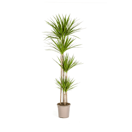 Dracaena Marginata Green Ø27cm - ↕170 - 190cm - Botanic-Vibes