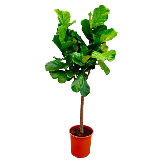 Ficus lyrata Baum – 150 cm – Ø30 - Botanic-Vibes
