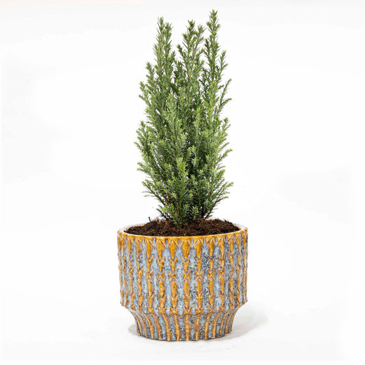Weihnachtsbaum 'Ellwoodii' + Topf „Echo“ – 25–30 cm hoch