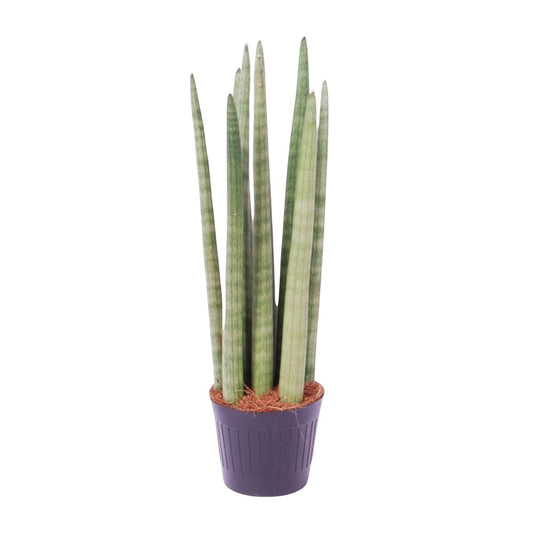 Sansevieria cylindrica 'Spaghetti' – 40 cm – Ø10,5