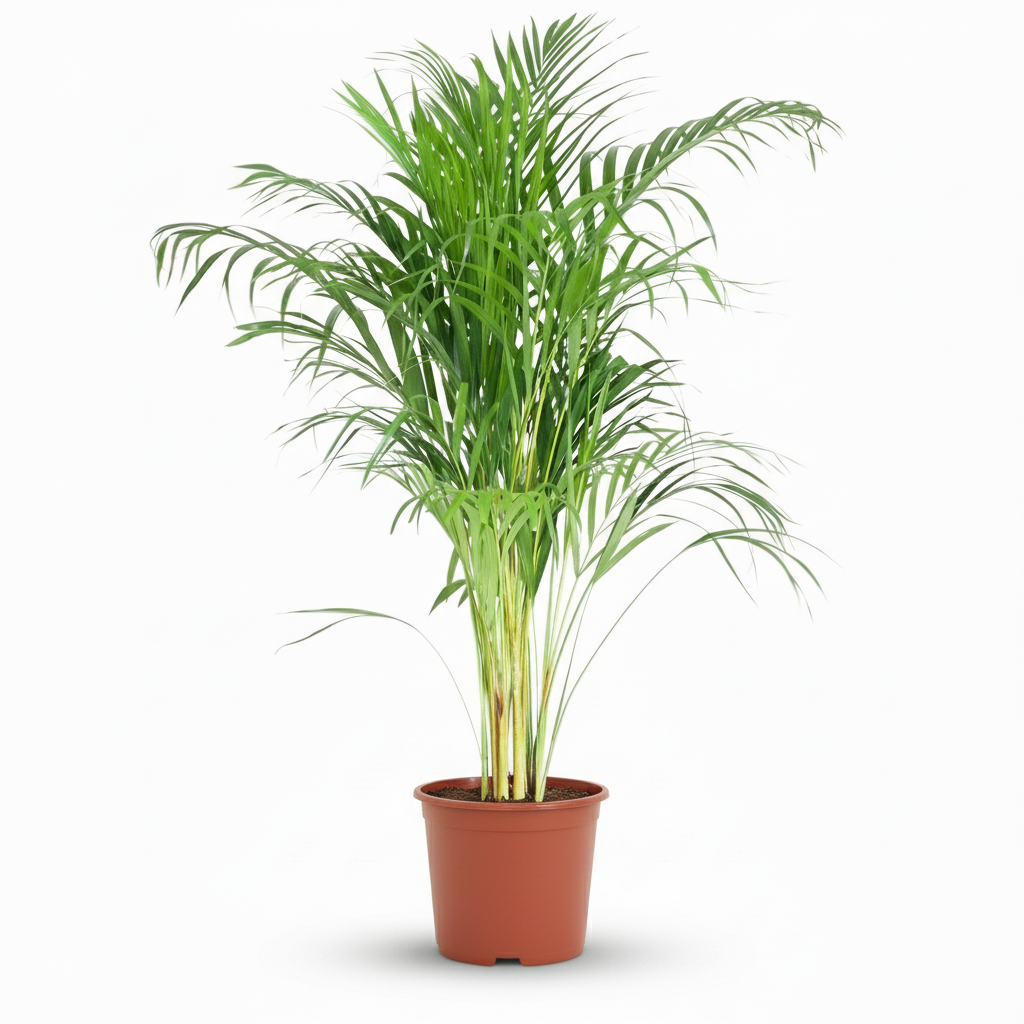 Palmier doré, Dypsis Lutescens Areca, grün, pflegeleicht, 1 Pflanze, Topf 21 cm, 90-100 cm