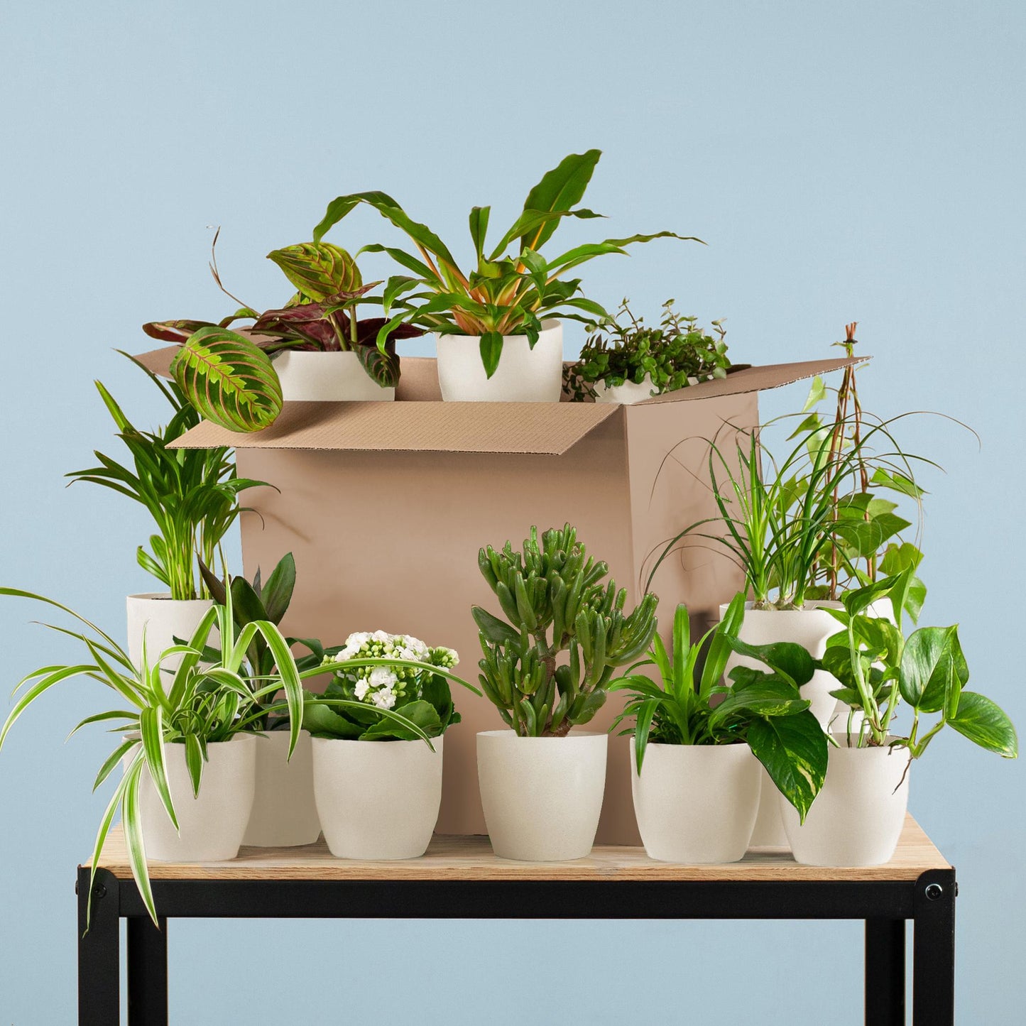 Green misfitbox: zimmerpflanzen 12er set – inkl. 12 × topf viber weiß