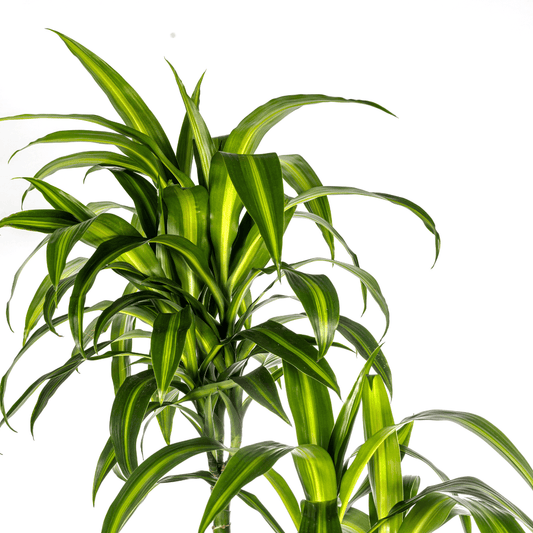 Dracaena Deremensis Hawaiian Sunshine Ø27cm - ↕170 - 190cm - Botanic-Vibes