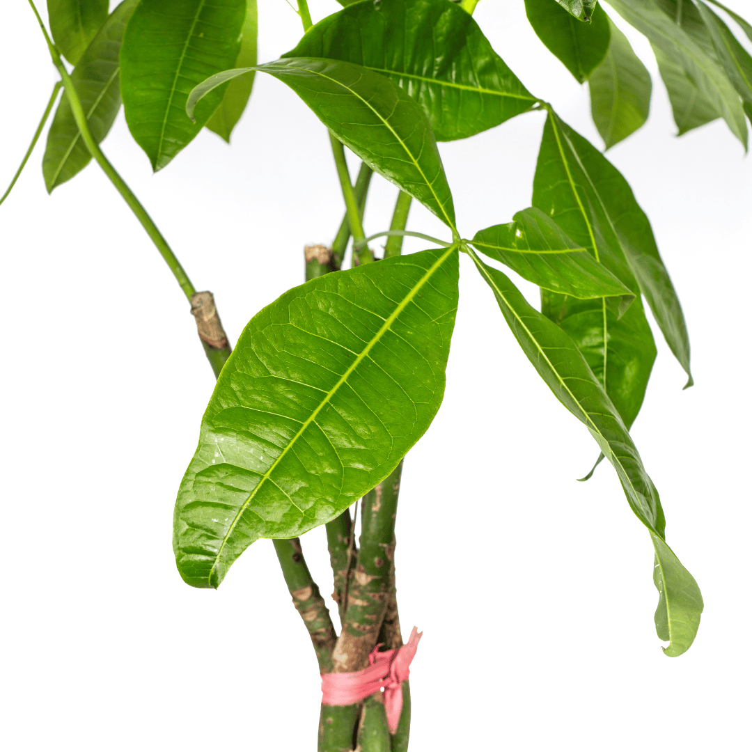 Pachira Aquatica Ø24cm - ↕120 - 140cm - Botanic-Vibes