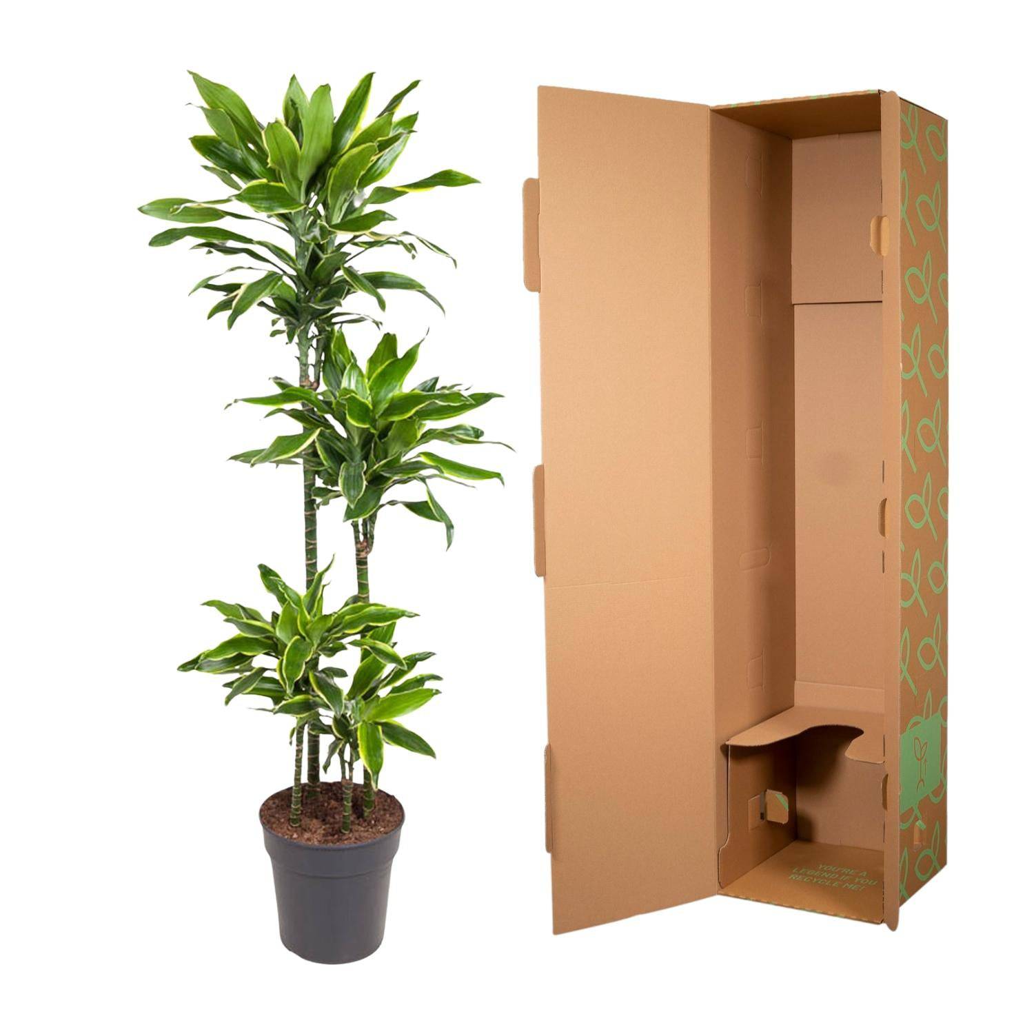 Dracaena golden coast – 140 cm – ø27 - Botanic-Vibes