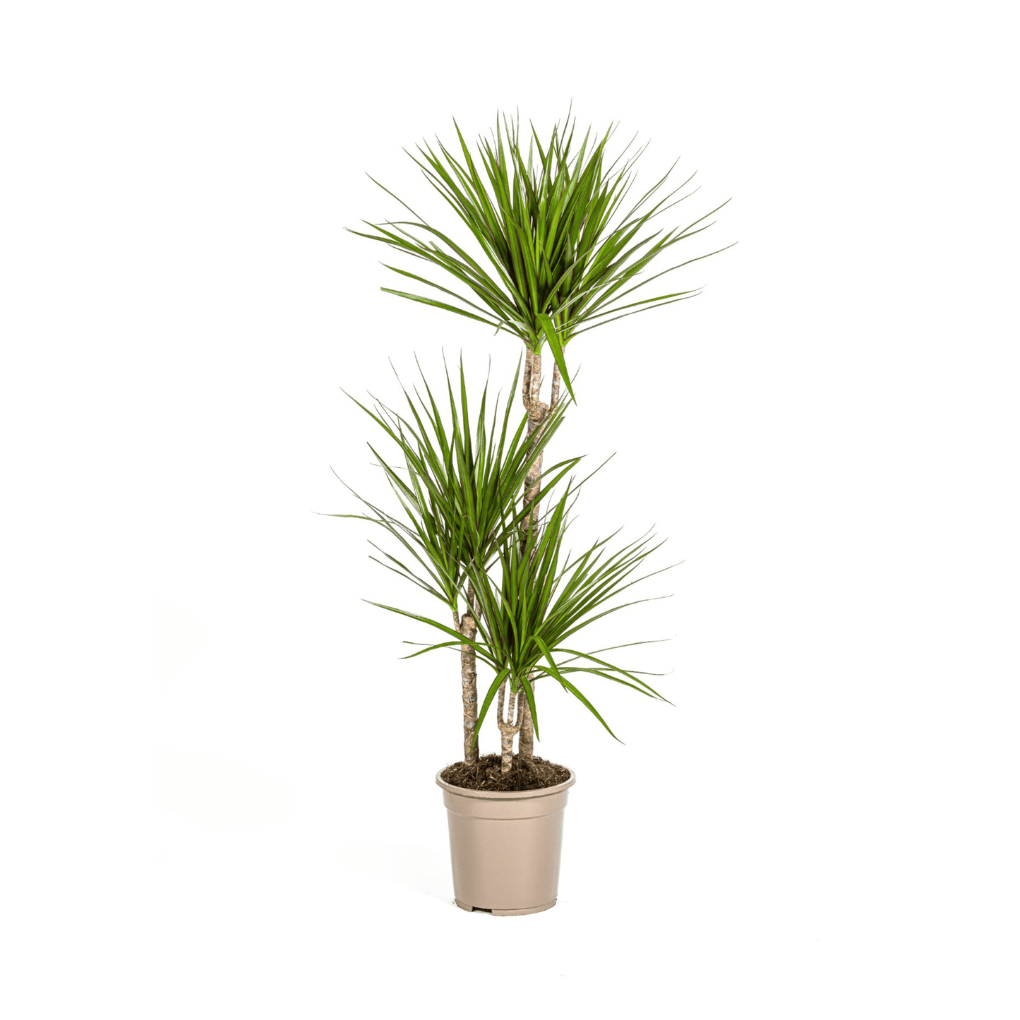 Dracaena Marginata Green Ø21cm - ↕110 - 130cm - Botanic-Vibes