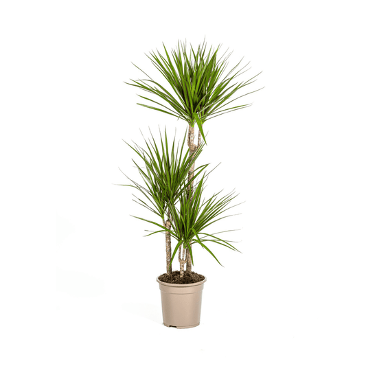 Dracaena Marginata Green Ø21cm - ↕110 - 130cm - Botanic-Vibes