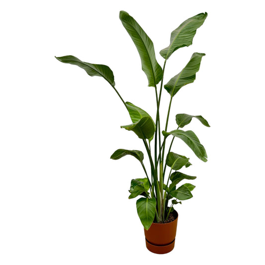 Strelitzia nicolai inklusive elho Greenville Round braun – 180 cm – Ø30