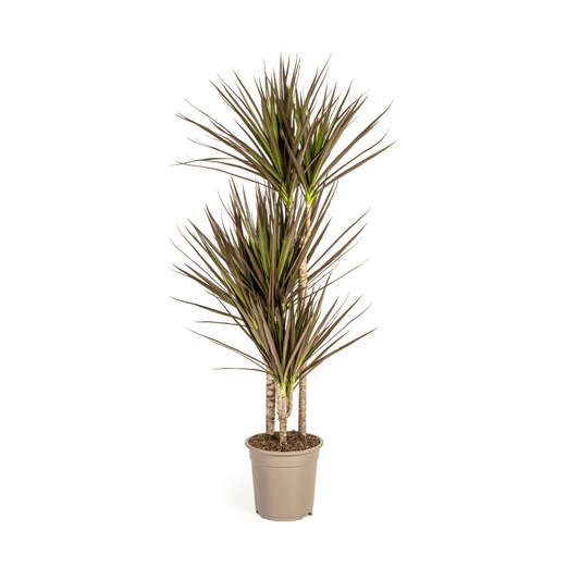 Dracaena Marginata Magenta Ø21cm - ↕110 - 130cm - Botanic-Vibes