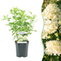 Rispenhortensie, Hydrangea panniculata Limelight, Blüten Creme Weiß, 1 Pflanze, Laubabwerfend, Große Blüten, Topf 17 cm 50 cm