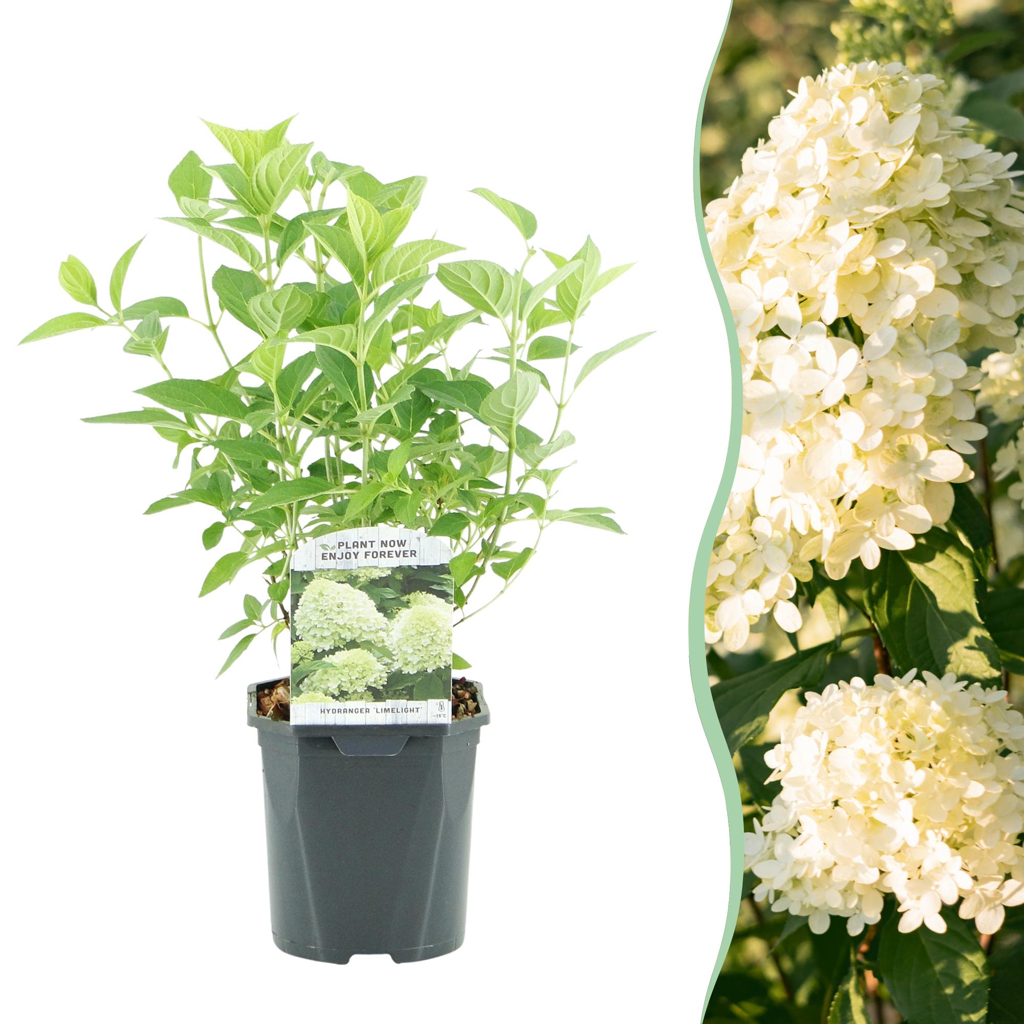Rispenhortensie, Hydrangea panniculata Limelight, Blüten Creme Weiß, 1 Pflanze, Laubabwerfend, Große Blüten, Topf 17 cm 50 cm