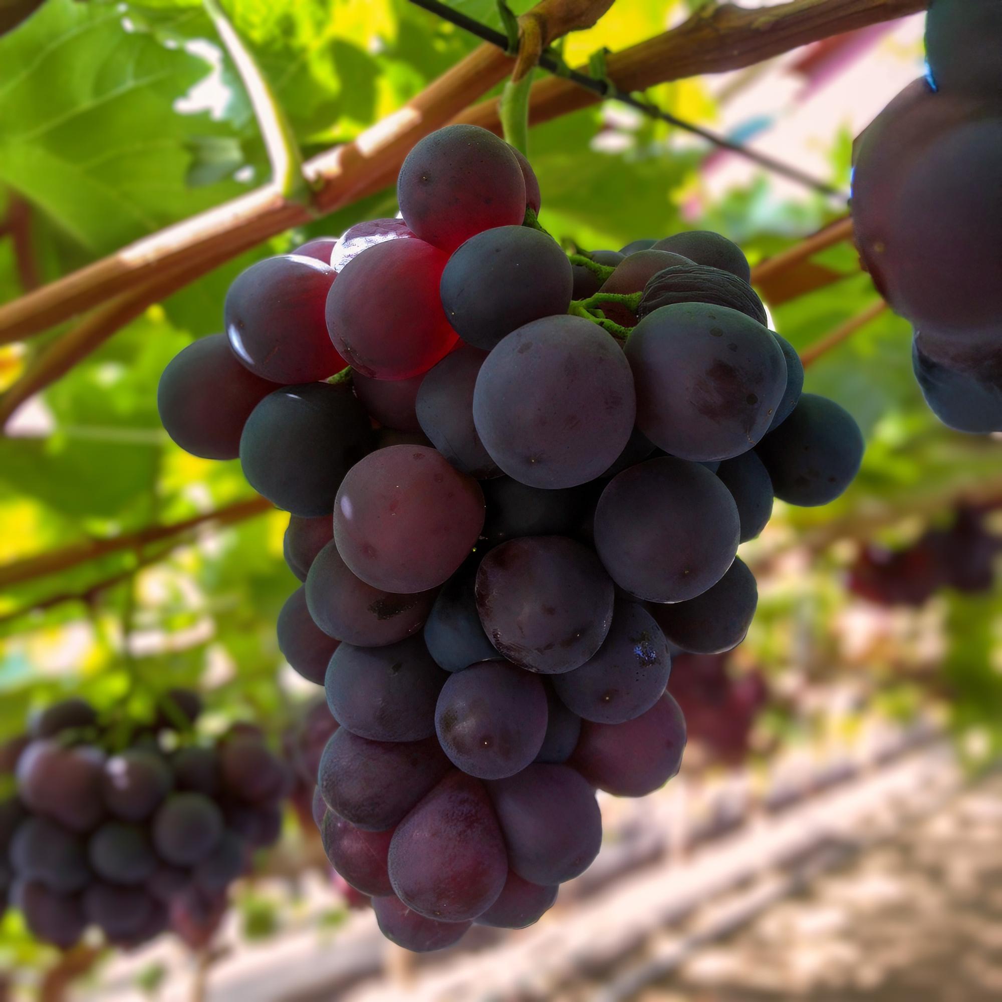 Obstpflanze, Vitis vinifera Vanessa, Weintraubenpflanze, Tafeltraube, Blaue Traube, 2 Pflanzen, Topf 15 cm, 50 cm